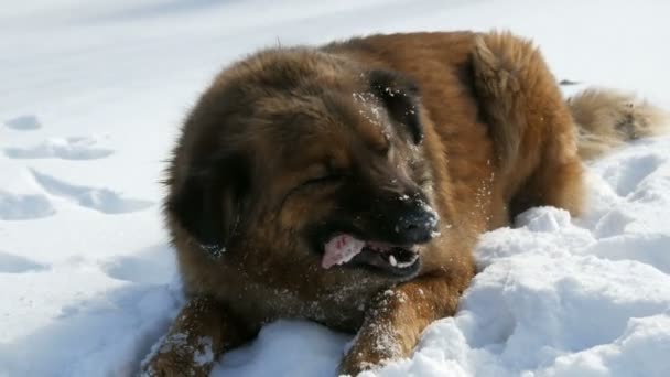 Hambriento hermoso sin hogar gran perro jengibre con una etiqueta de esterilización en la oreja se come un hueso en la nieve en invierno. Bozal de perro come en el frío, vapor de la boca — Vídeos de Stock