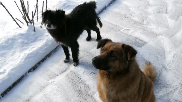 Stado głodnych psów czekających na jedzenie od ochotnika w śniegu w zimie, na ulicy. — Wideo stockowe
