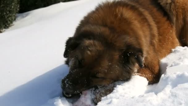 Hambriento hermoso sin hogar gran perro jengibre con una etiqueta de esterilización en la oreja se come un hueso en la nieve en invierno. El hocico de perro come en el frío — Vídeos de Stock