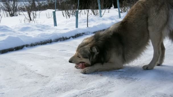 Hambriento hermoso perro sin hogar comiendo un hueso en la nieve en invierno — Vídeos de Stock