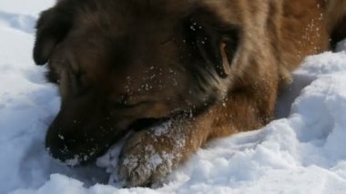 Kulağında sterilizasyon etiketi olan aç, güzel, evsiz, kızıl bir köpek kışın karda kemik yer. Köpek ağızlığı görüntüyü kapat