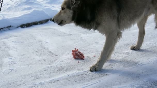 Hambriento hermoso perro sin hogar comiendo un hueso en la nieve en invierno — Vídeos de Stock