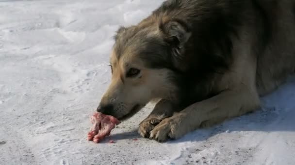Hambriento hermoso perro sin hogar comiendo un hueso en la nieve en invierno — Vídeos de Stock