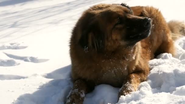 Hambriento hermoso sin hogar gran perro jengibre con una etiqueta de esterilización en la oreja se come un hueso en la nieve en invierno. Bozal de perro come en el frío, vapor de la boca — Vídeos de Stock