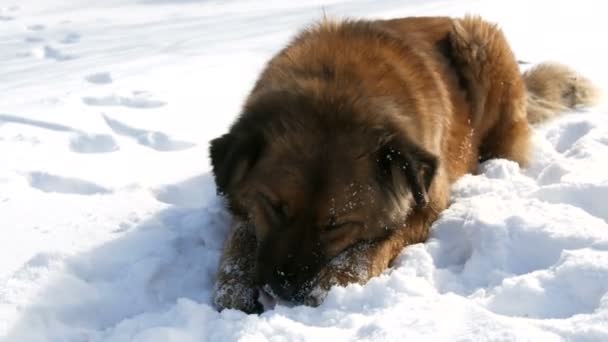 Hambriento hermoso sin hogar gran perro jengibre con una etiqueta de esterilización en la oreja se come un hueso en la nieve en invierno. El hocico de perro come en el frío — Vídeos de Stock