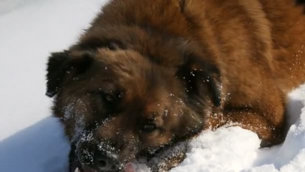 Hambriento hermoso sin hogar gran perro jengibre con una etiqueta de esterilización en la oreja se come un hueso en la nieve en invierno. Bozal para perros vista de cerca — Vídeos de Stock
