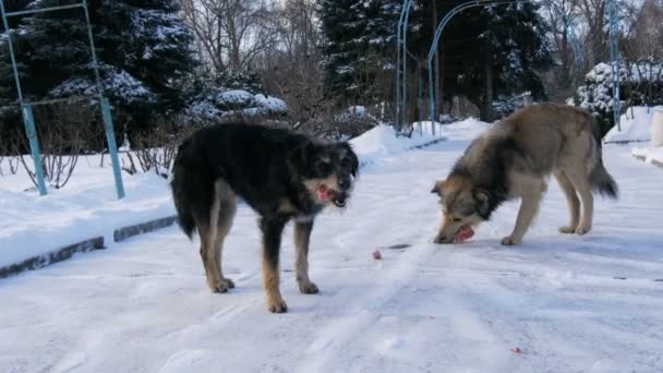 Dos viejos perros callejeros comiendo huesos en la nieve en un día de invierno. Una bandada de perros hambrientos esperando comida de un voluntario en la nieve en invierno, en la calle — Vídeos de Stock