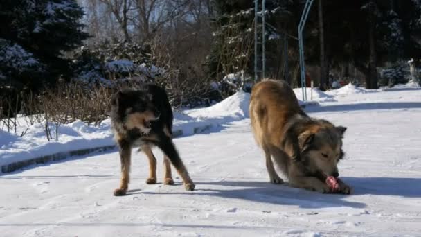 Dwa stare bezpańskie psy jedzące kości w śniegu w zimowy dzień. Stado głodnych psów czekających na jedzenie od ochotnika w śniegu w zimie, na ulicy. — Wideo stockowe