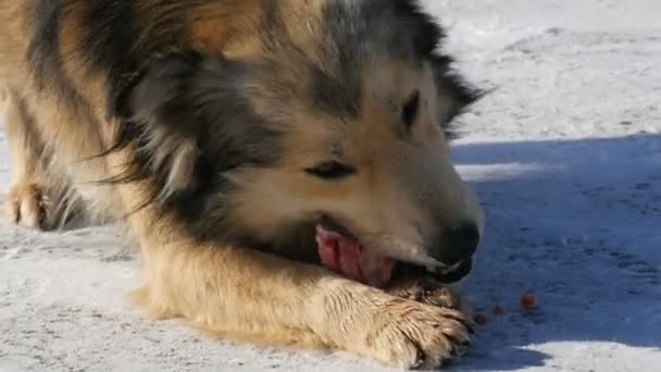Affamato bel cane senzatetto mangiare un osso nella neve in inverno — Video Stock