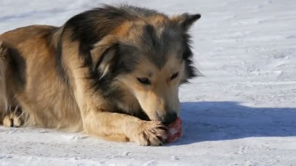 Głodny piękny bezdomny pies jedzący kość w śniegu w zimie — Wideo stockowe