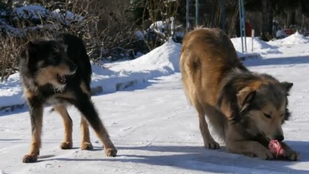 Zwei alte streunende Hunde fressen an einem Wintertag Knochen im Schnee. Eine Herde hungriger Hunde wartet im Winter auf der Straße auf Futter von einem freiwilligen Helfer — Stockvideo
