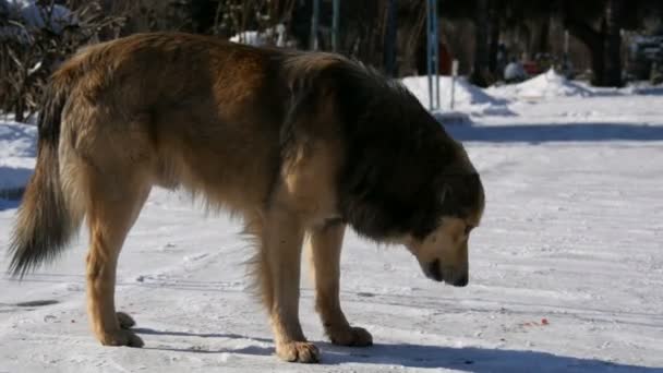 Hambriento hermoso perro sin hogar comiendo un hueso en la nieve en invierno — Vídeo de stock