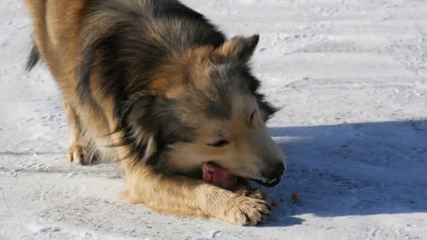 冬に雪の中で骨を食べる空腹の美しいホームレスの犬 — ストック動画