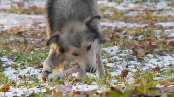 Güzel beyaz köpek, parktaki karın üstünde büyük bir kemiği kemirir ve yer. — Stok video