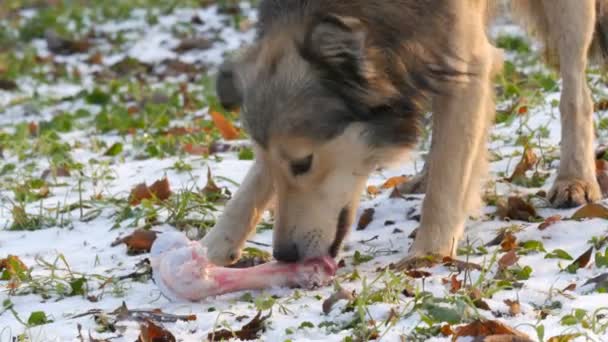 Güzel beyaz köpek, parktaki karın üstünde büyük bir kemiği kemirir ve yer. — Stok video