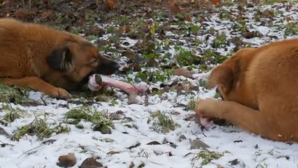 Zwei obdachlose rothaarige, schmutzige Hunde nagen und fressen einen riesigen Knochen, während sie eine Pfote im Schnee im Park halten — Stockvideo