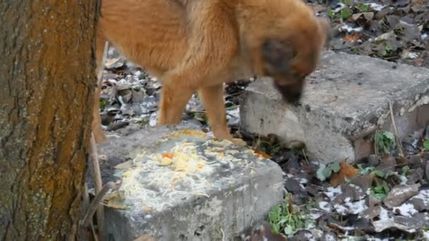 Bezdomne bezdomne psy liżą resztki zupy z kamienia w parku. — Wideo stockowe