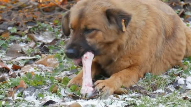 En stor rödhårig smutsig hund med ömma ögon gnager och äter ett stort ben medan du håller en tass på snön i parken — Stockvideo