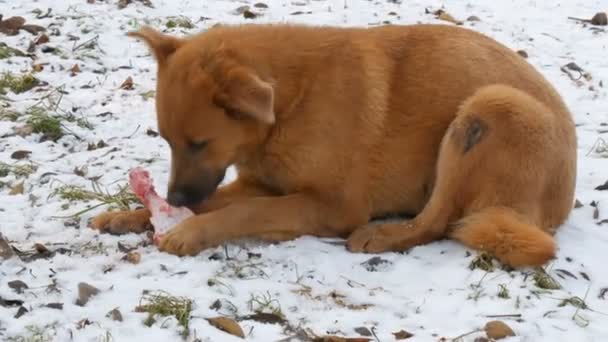 Ein großer obdachloser rothaariger, schmutziger Hund nagt und frisst einen riesigen Knochen, während er eine Pfote im Schnee im Park hält — Stockvideo