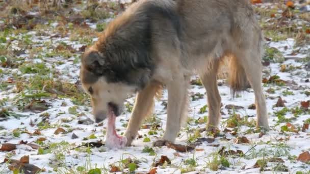 Hermoso perro blanco grande roe y se come un hueso enorme en la nieve en el parque — Vídeo de stock