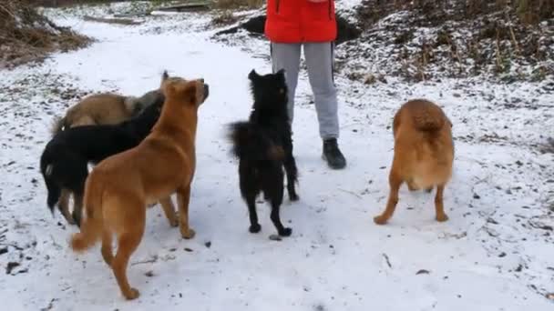 Стая различных бездомных голодных собак, которых кормит подросток на улице в парке зимой на снегу — стоковое видео