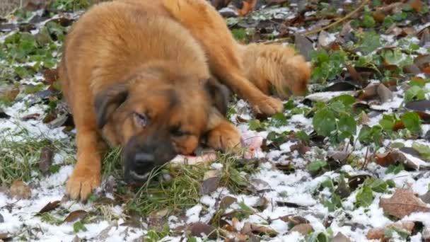 Büyük, kızıl saçlı, kirli bir köpek, yaralı gözleriyle büyük bir kemiği kemirir ve bir yandan da parkta kar üzerinde pençesini tutar. — Stok video