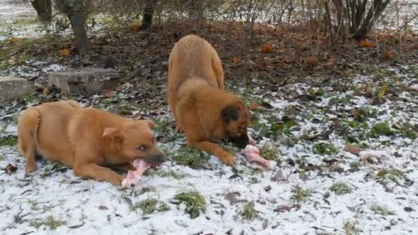 公園で雪の上に足を保持しながら、 2つのホームレスの赤い髪の汚れた犬のうめき声と巨大な骨を食べる — ストック動画