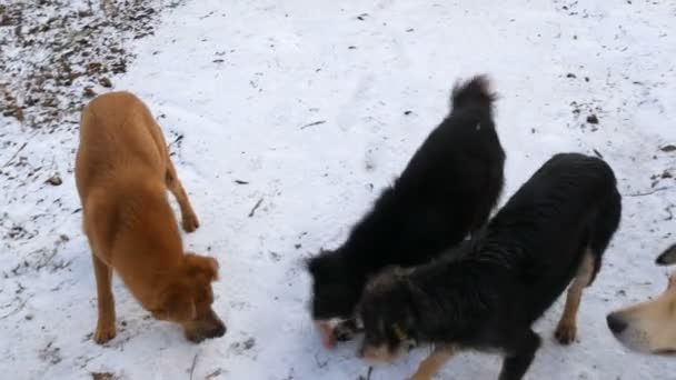 Um bando de diferentes cães famintos sem-teto alimentados por homens na rua no parque no inverno na neve — Vídeo de Stock