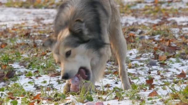 公園の雪の上に巨大な骨をポージング食べる美しい大きな白い犬のうめき声 — ストック動画