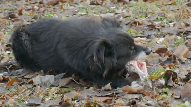 Skynda smutsiga sjuka svarta hund gnager och äter ett stort ben samtidigt hålla sin tass på snön i parken — Stockvideo