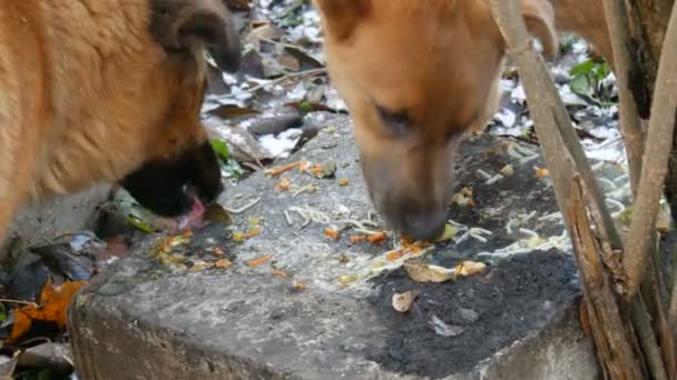 Zwei große Ingwerstreunerhunde lecken im Park die Reste der Suppe vom Stein — Stockvideo