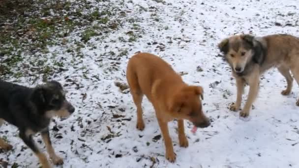Stado różnych bezdomnych głodnych psów na ulicy w parku zimą na śniegu — Wideo stockowe