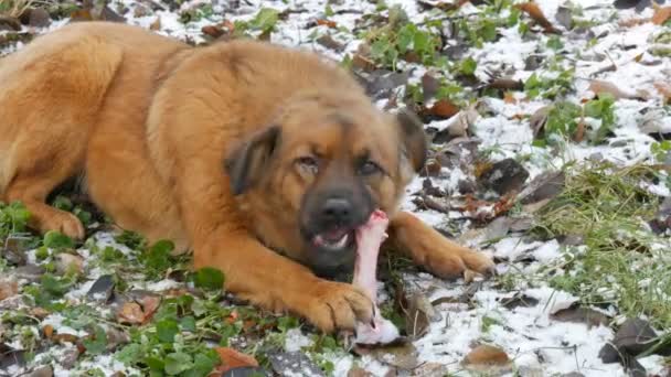 Un grosso cane sporco dai capelli rossi con gli occhi doloranti rode e mangia un osso enorme mentre tiene una zampa sulla neve nel parco — Video Stock