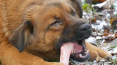 Büyük, kızıl saçlı, kirli bir köpek, yaralı gözleriyle büyük bir kemiği kemirir ve yer.
