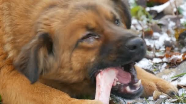 Duży rudowłosy brudny pies z bolącym okiem gryzie i zjada ogromną kość trzymając łapę na śniegu w parku z bliska widok — Wideo stockowe