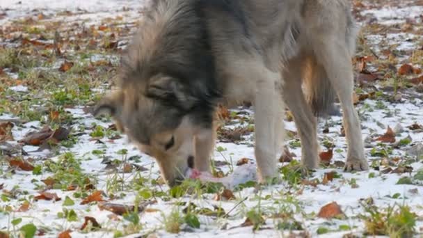Cão branco grande bonito rói e come um osso enorme na neve no parque — Vídeo de Stock