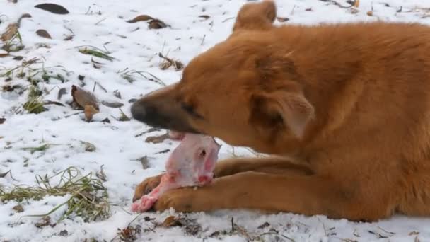 Un gran perro sucio sin hogar de pelo rojo roe y se come un hueso enorme mientras sostiene una pata en la nieve en el parque — Vídeos de Stock