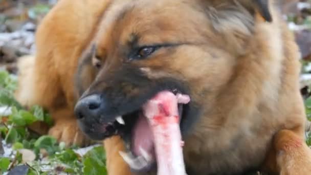 En stor rödhårig smutsig hund med ont i ögat gnager och äter ett stort ben medan du håller en tass på snön i parken närbild — Stockvideo
