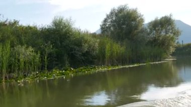 Karadağ 'ın ulusal parkındaki Skadar Gölü' nün doğal manzarasının baş döndürücü güzelliği yüzen bir teknenin yanında. Nilüferler, taze su, dağların arka planında. Bakire doğa