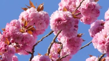 Olağanüstü güzel pembe sakura çiçekleri bir bahar günü bir ağaçta mavi bir gökyüzüne karşı