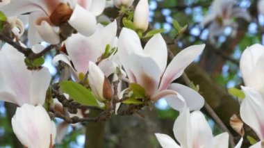 İnanılmaz güzel beyaz çiçekli bir manolya ağacı. Bahar mevsiminde suların yansıdığı taç yaprakları üzerindeki manolya çiçekleri.