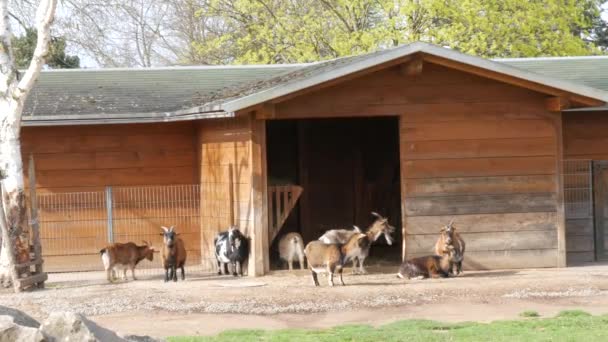 Engraçado grande rebanho de cabras marrons perto de seu celeiro em uma fazenda ou zoológico — Vídeo de Stock