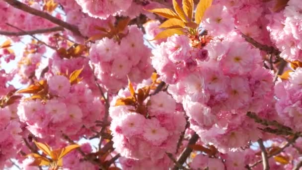 Unusually beautiful pink sakura flowers on a tree on a spring day close up view — Stock Video