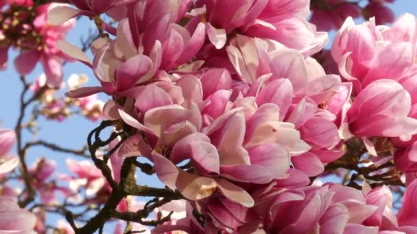 Neuvěřitelně krásný růžový kvetoucí magnólie strom. Květy magnólie na okvětních lístcích, jejichž voda se odráží v jarním období — Stock video