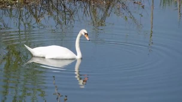 Un hermoso cisne blanco nada en un río natural, se sumerge bajo el agua y busca comida — Vídeos de Stock