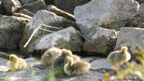 Маленькі жовті плітки лягають спати і кластер на скелястому березі — стокове відео