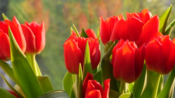 Belo buquê de tulipas vermelhas da primavera no peitoril da janela em um dia ensolarado — Vídeo de Stock