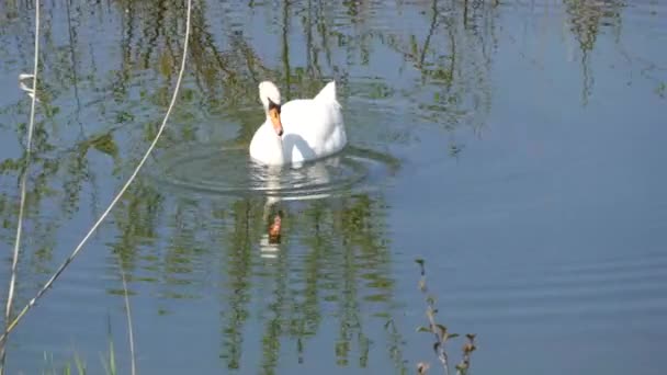 Красивий білий лебідь плаває на природній річці, занурюється під воду і шукає їжу — стокове відео