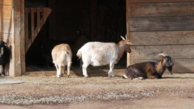 Çiftliklerinde ya da hayvanat bahçelerinde kahverengi keçi sürüsü var.
