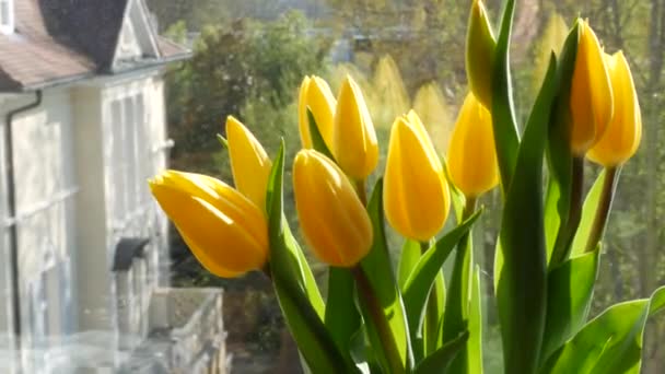 Belo buquê de tulipas amarelas da primavera no peitoril da janela em um dia ensolarado — Vídeo de Stock